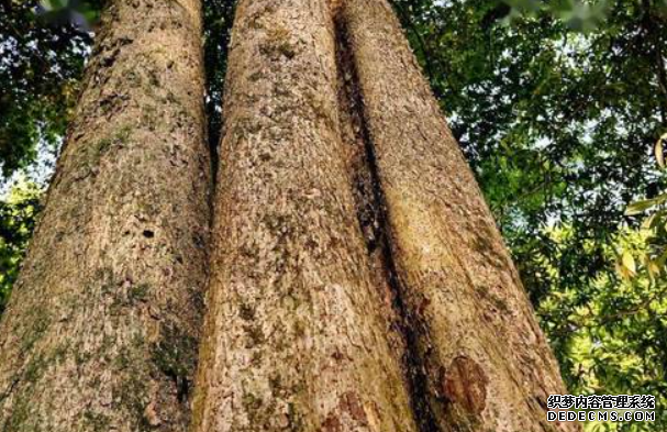 金丝楠木的生长环境沐鸣2注册