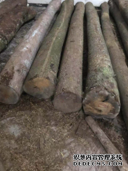 金丝楠木板材的木材品质沐鸣2注册